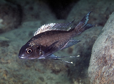 Ophthalmotilapia sp. 'whitecap' Cape Tembwe